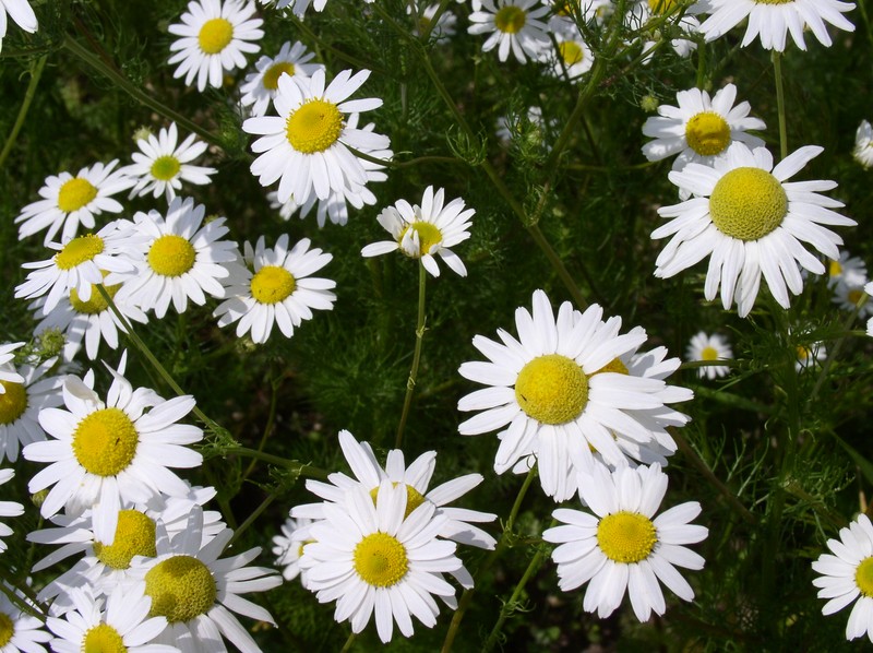 Scentless False Mayweed photo 2