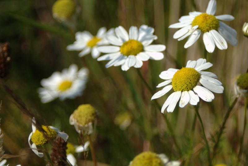 Scentless False Mayweed photo 3