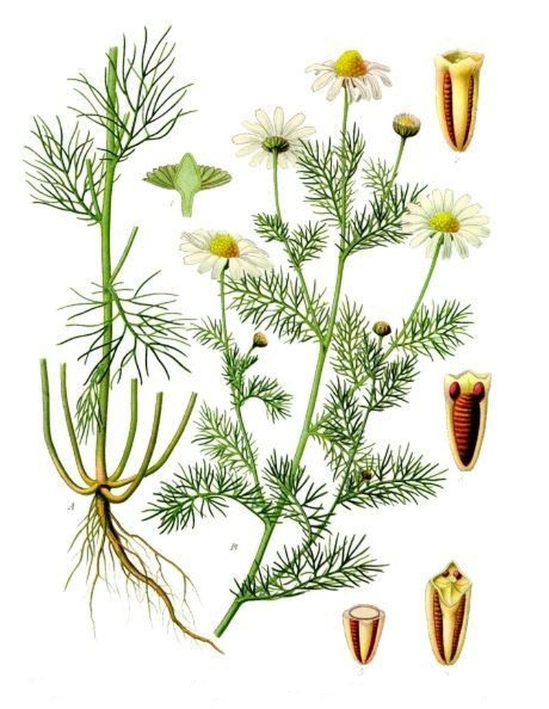 Scentless False Mayweed photo 4