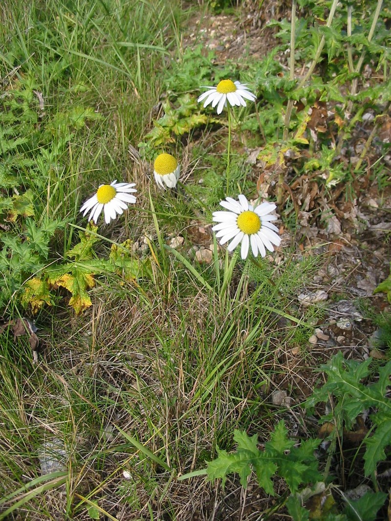 Scentless False Mayweed