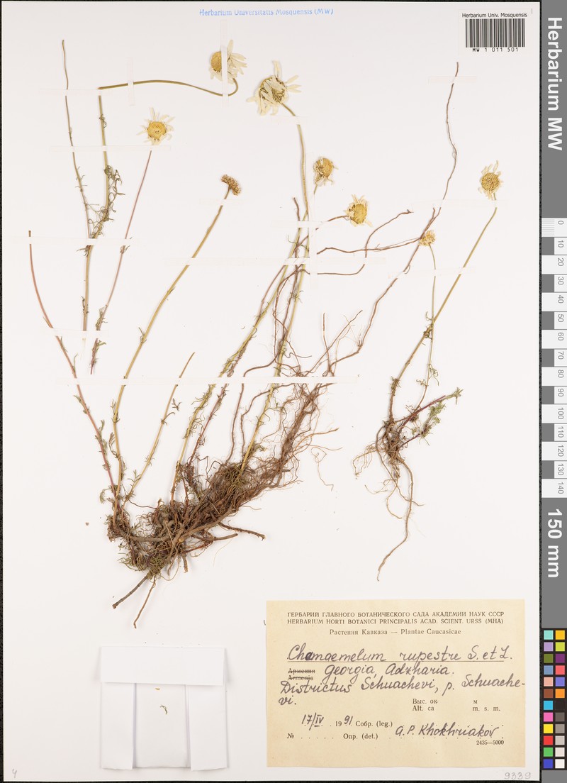 Tripleurospermum rupestre