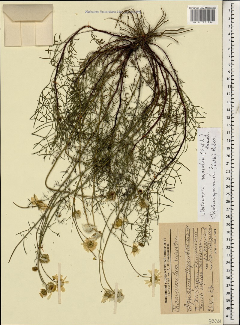 Tripleurospermum rupestre photo 2