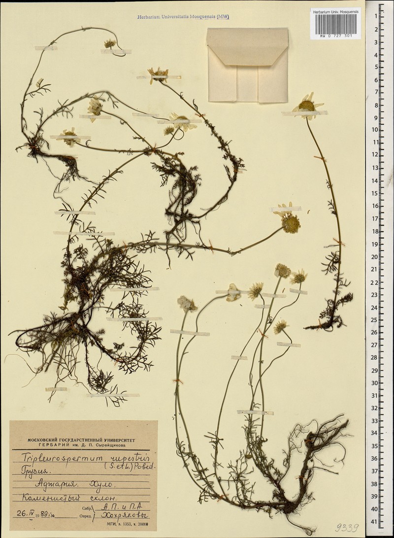 Tripleurospermum rupestre photo 3