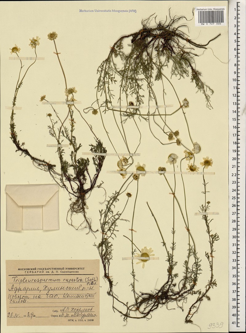 Tripleurospermum rupestre photo 4