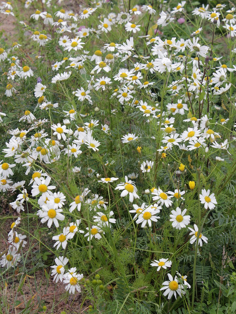 Tripleurospermum subpolare