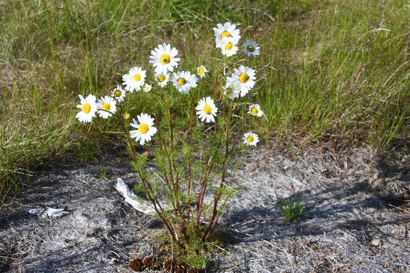 Tripleurospermum subpolare photo 2