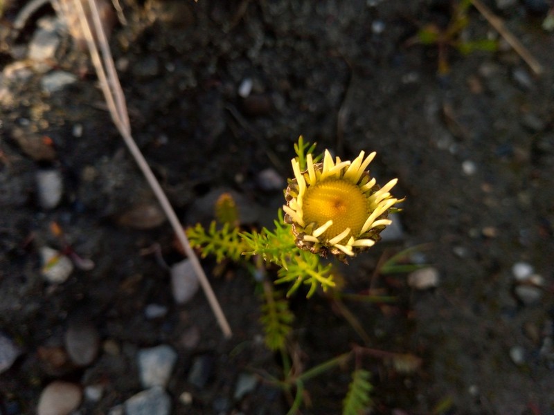 Tripleurospermum subpolare photo 3