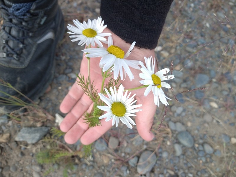 Tripleurospermum subpolare photo 4