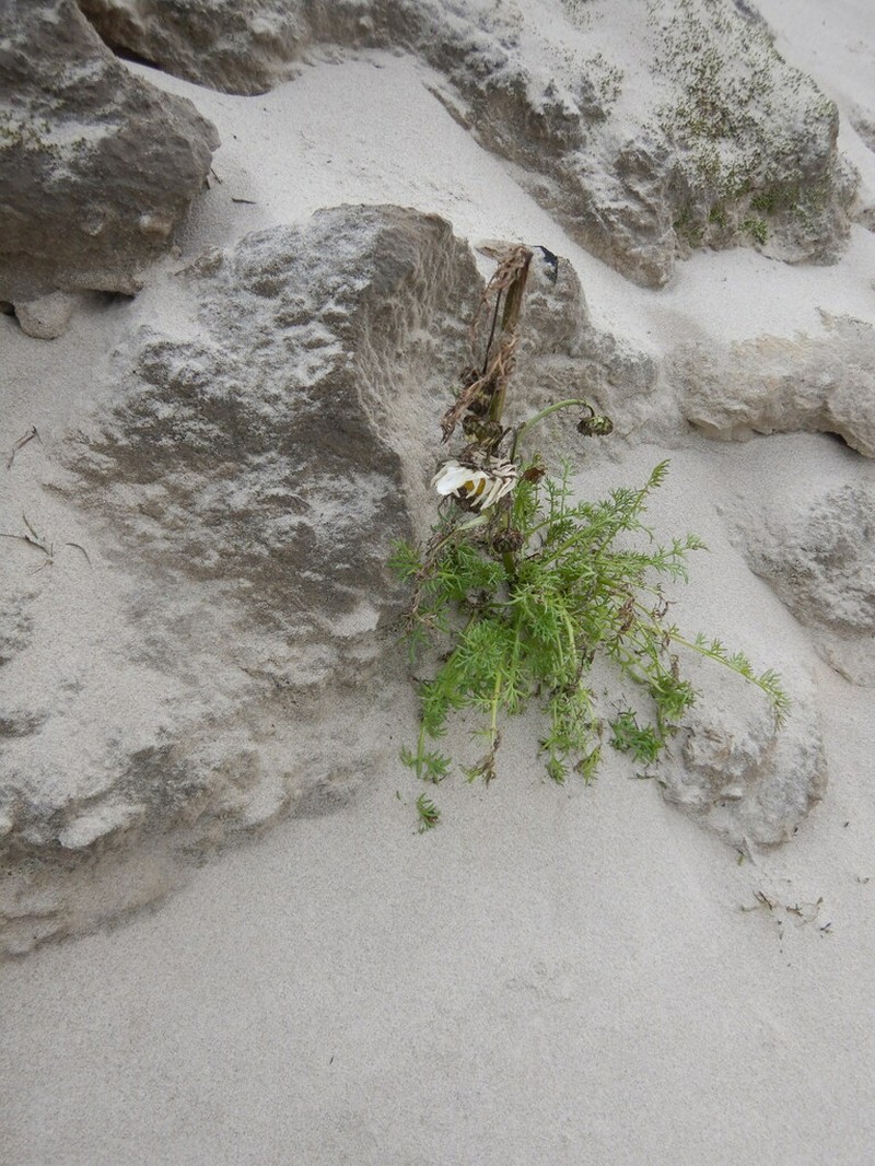Tripleurospermum subpolare photo 6