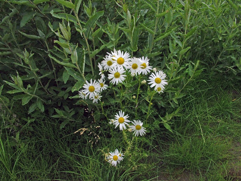 Tripleurospermum subpolare photo 7