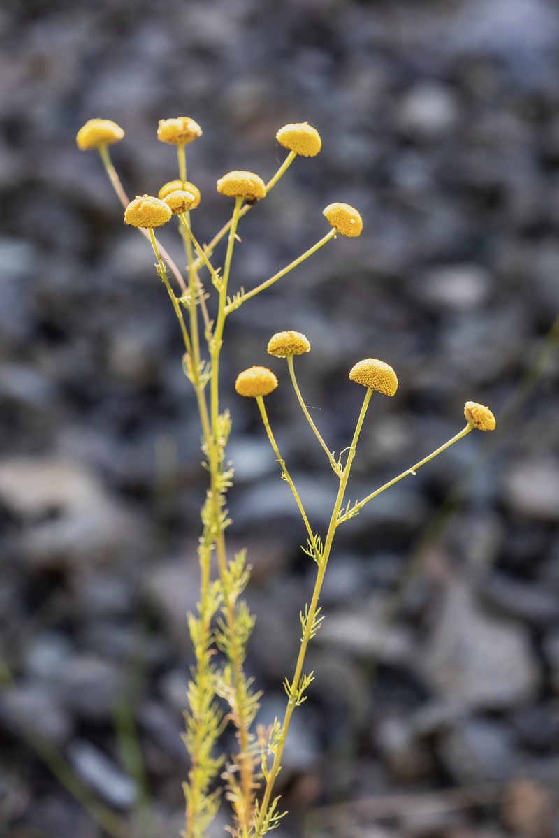 Tripleurospermum tempskyanum photo 2