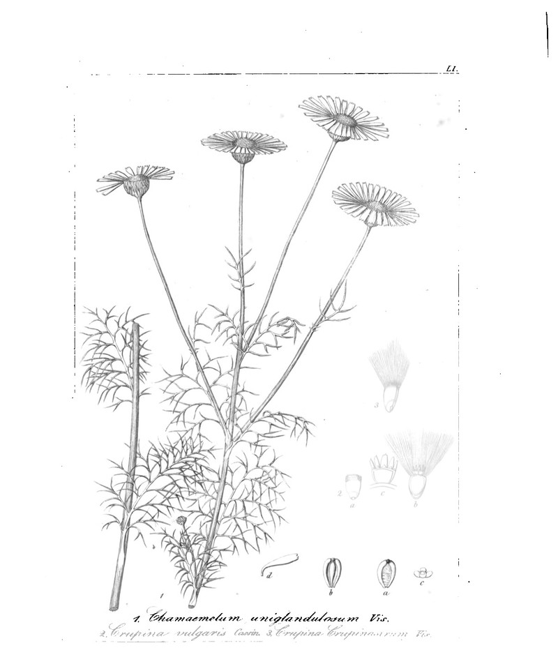 Tripleurospermum tenuifolium