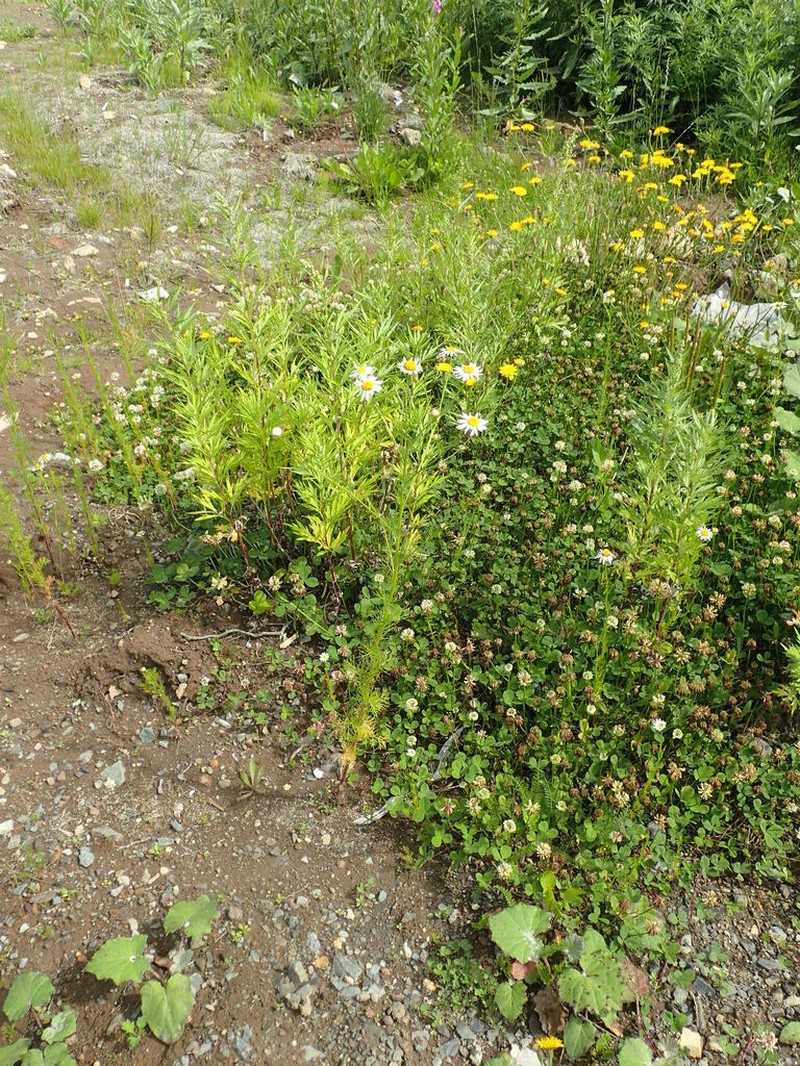 Tripleurospermum tetragonospermum