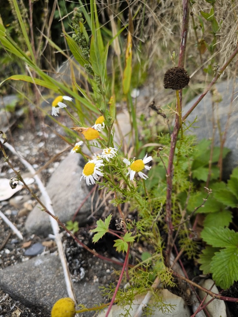 Tripleurospermum tetragonospermum photo 2