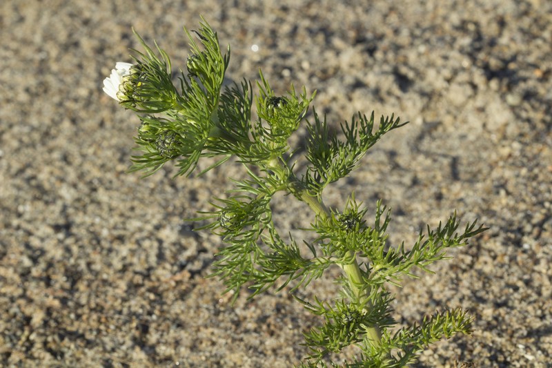 Tripleurospermum tetragonospermum photo 3