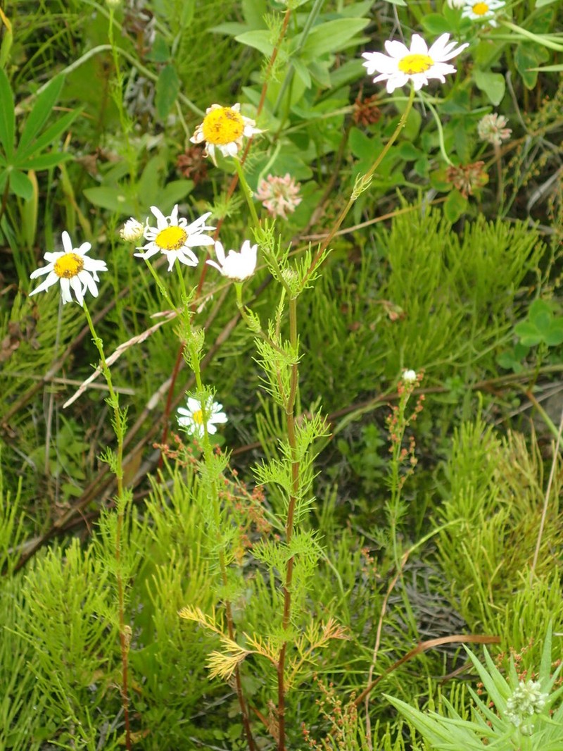 Tripleurospermum tetragonospermum photo 4