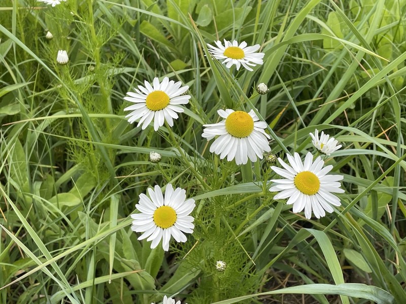 Tripleurospermum tetragonospermum photo 5