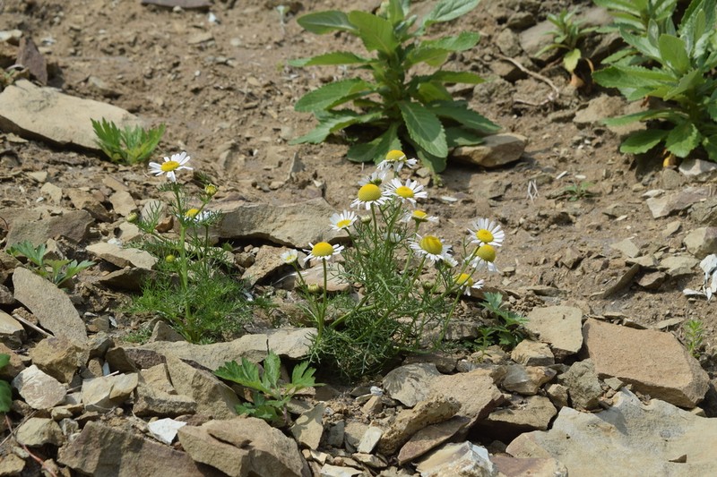 Tripleurospermum tetragonospermum photo 6