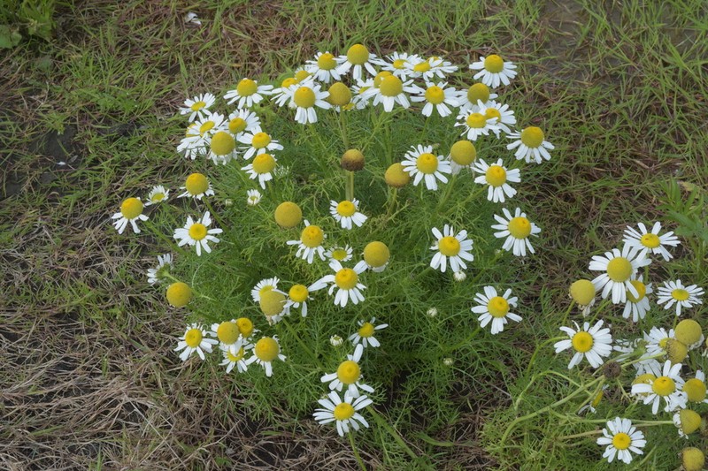 Tripleurospermum tetragonospermum photo 7