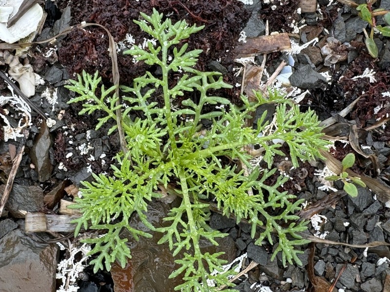 Tripleurospermum tetragonospermum photo 8