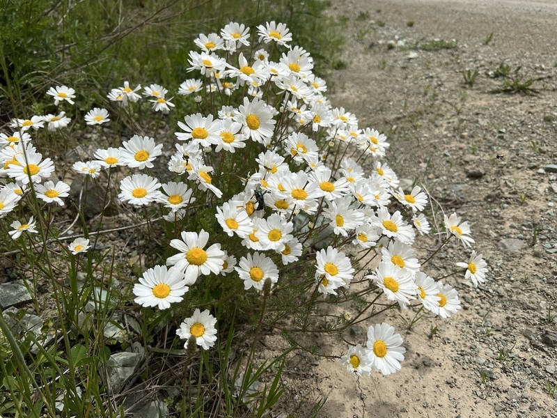 Tripleurospermum transcaucasicum