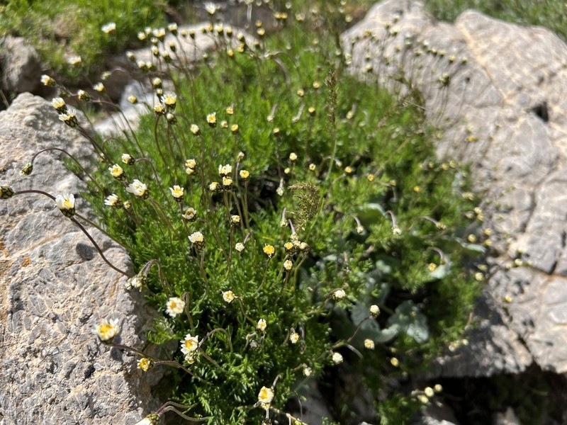 Tripleurospermum transcaucasicum photo 2