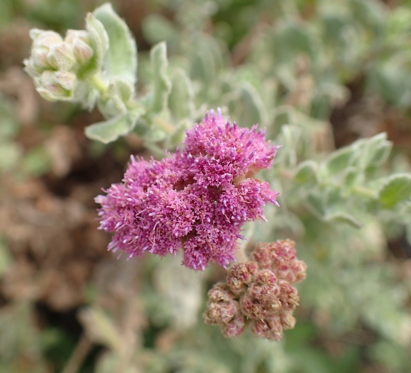 Triplocephalum holstii