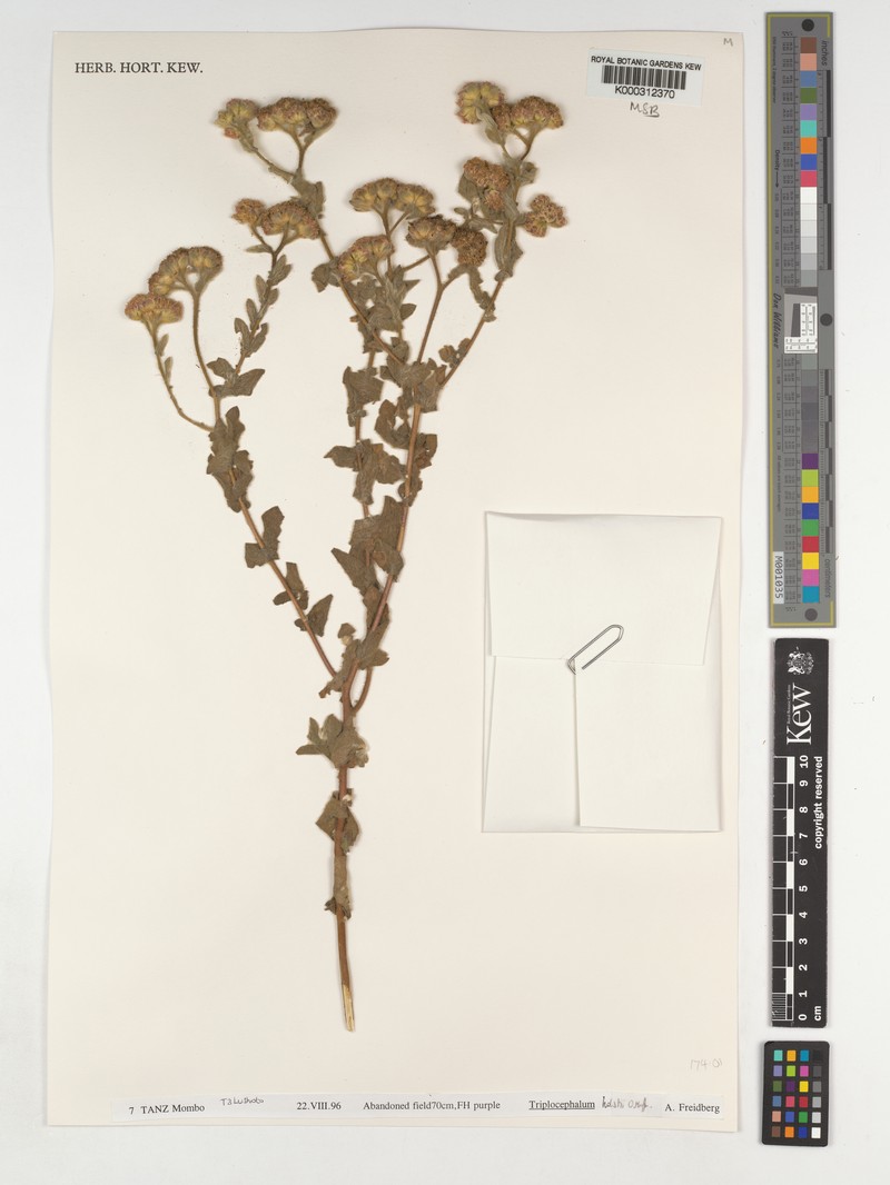 Triplocephalum holstii photo 3