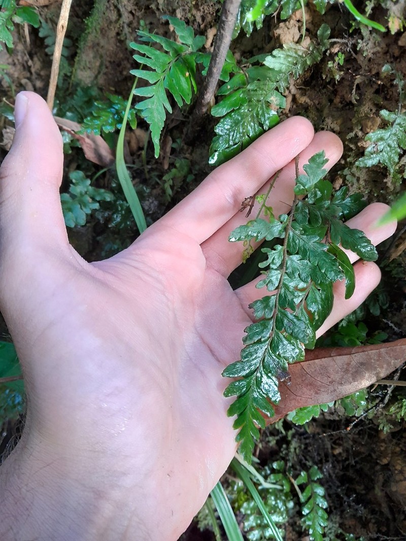 Triplophyllum angustifolium