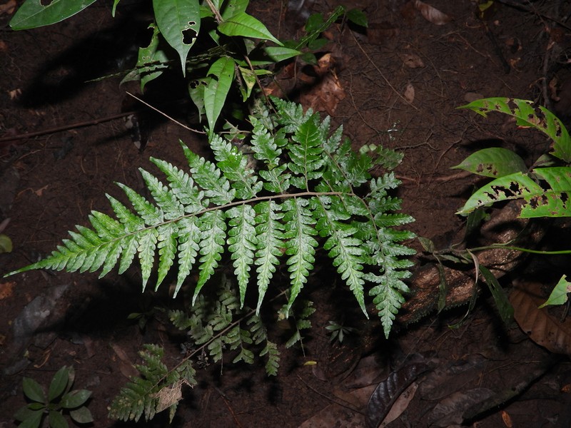 Triplophyllum angustifolium photo 2