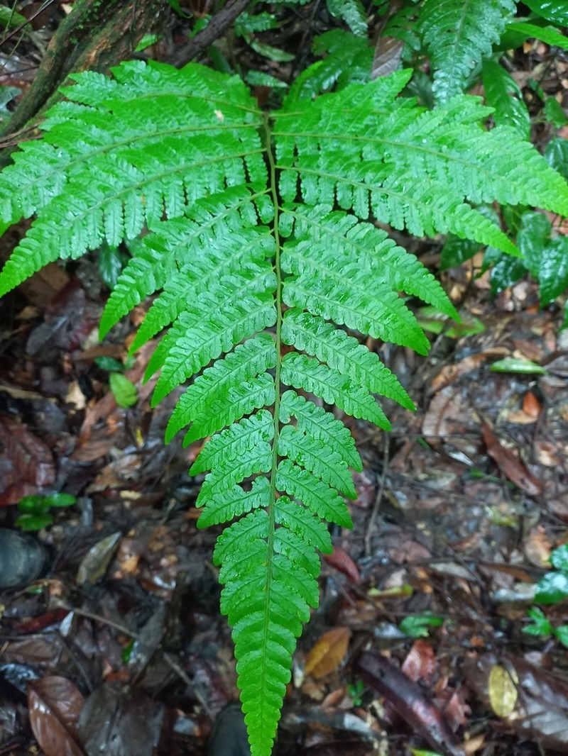 Triplophyllum angustifolium photo 3