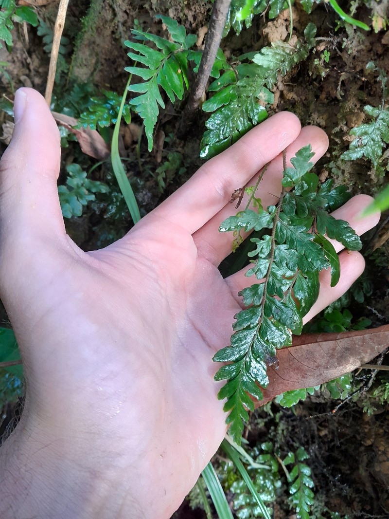 Triplophyllum angustifolium photo 5