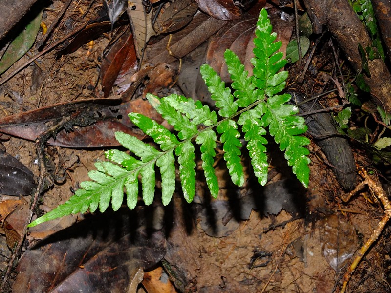 Triplophyllum angustifolium photo 6