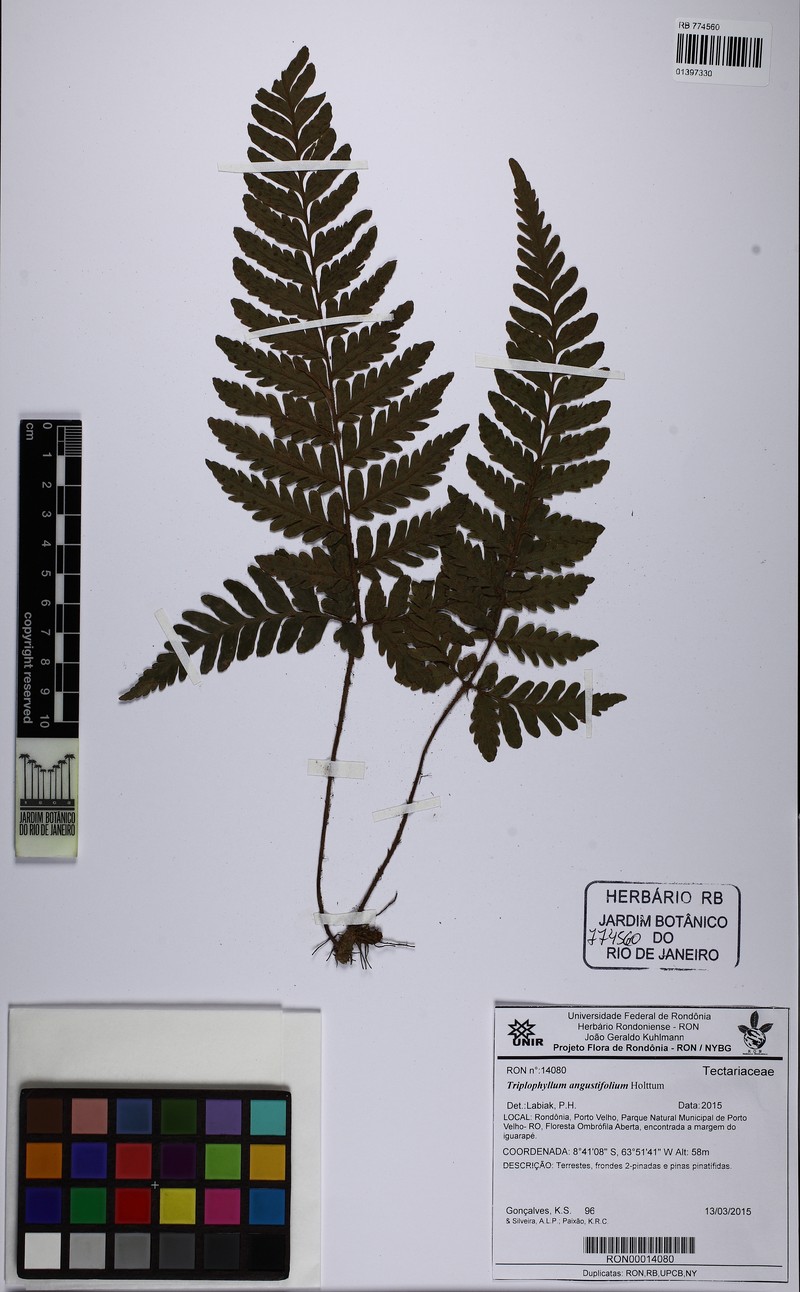 Triplophyllum angustifolium photo 7