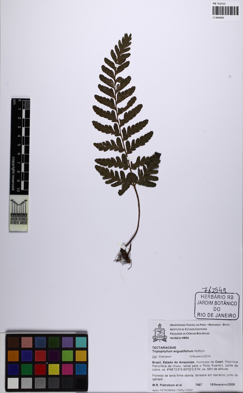 Triplophyllum angustifolium photo 8
