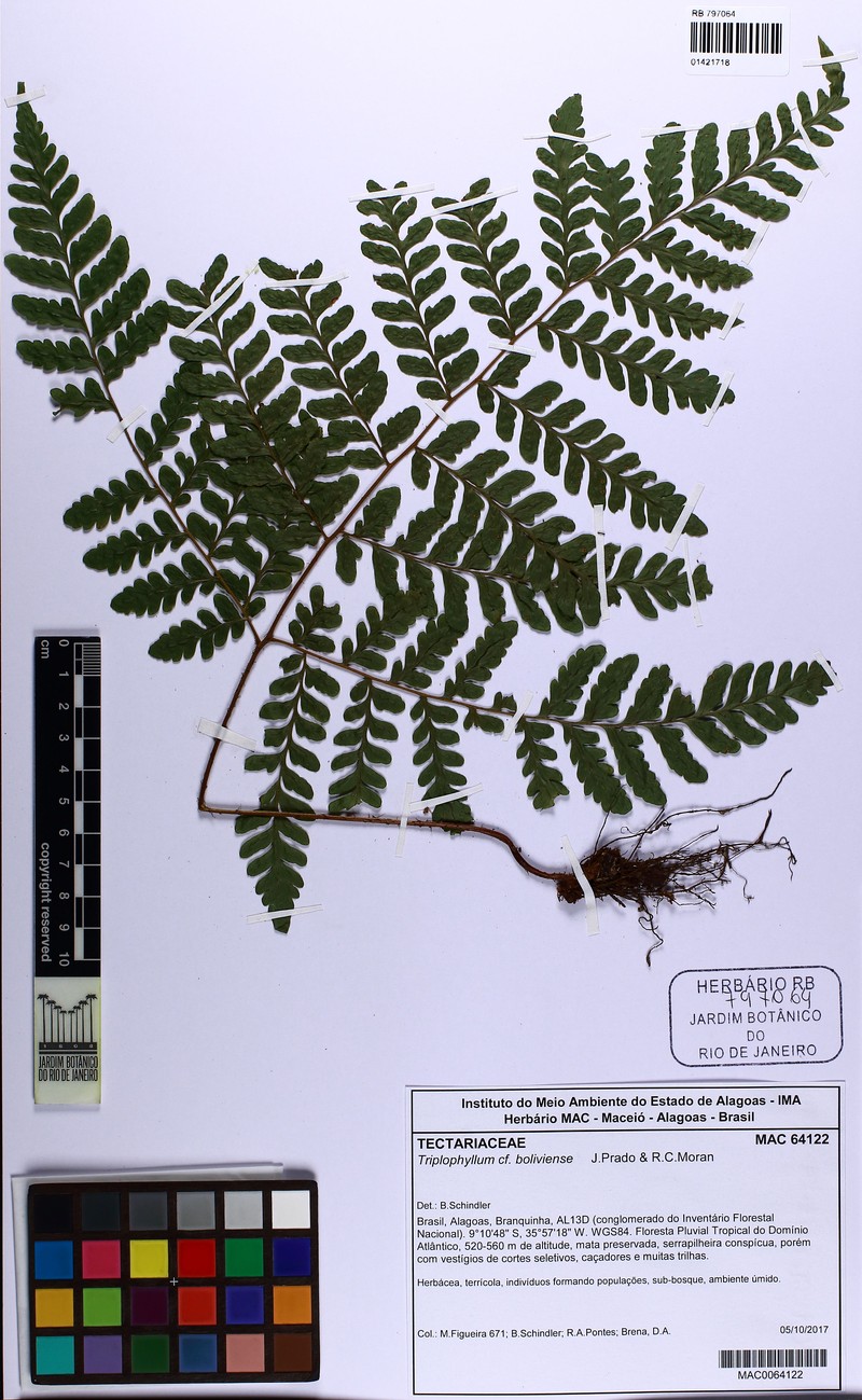 Triplophyllum boliviense