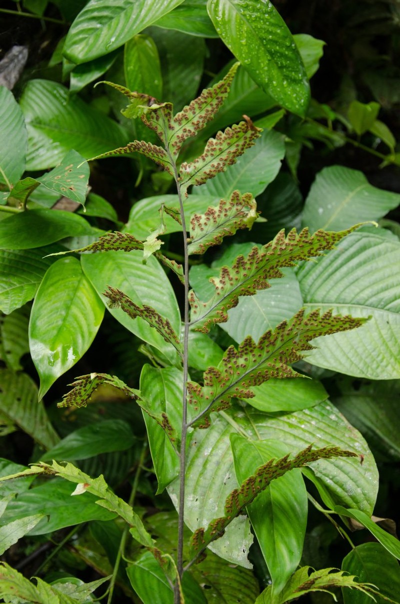 Triplophyllum buchholzii