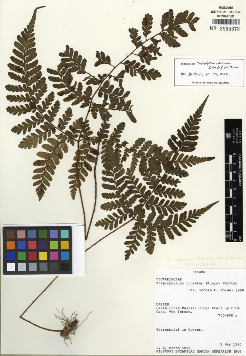 Triplophyllum chocoense