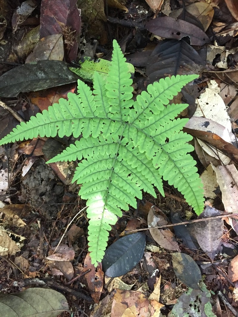 Triplophyllum dicksonioides