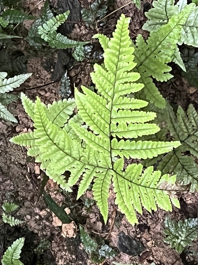 Triplophyllum dicksonioides photo 2