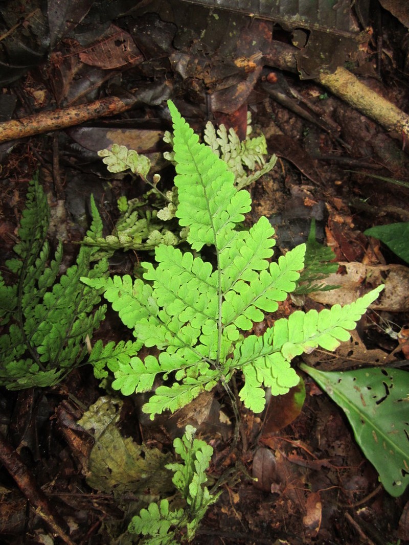 Triplophyllum dicksonioides photo 3
