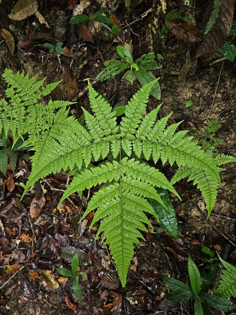 Triplophyllum dicksonioides photo 4