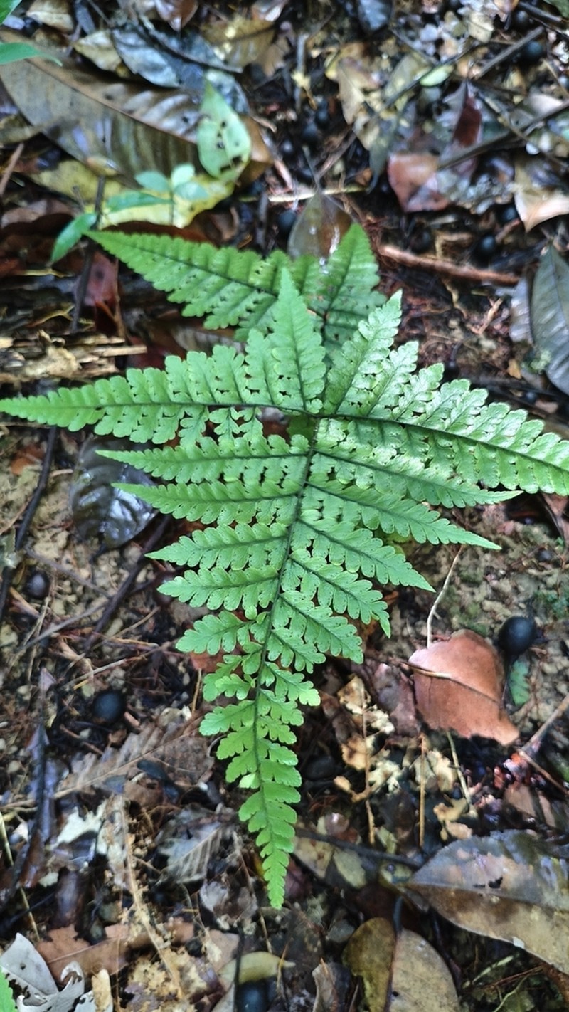 Triplophyllum dicksonioides photo 5
