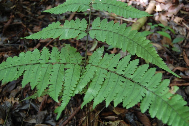 Triplophyllum dicksonioides photo 6