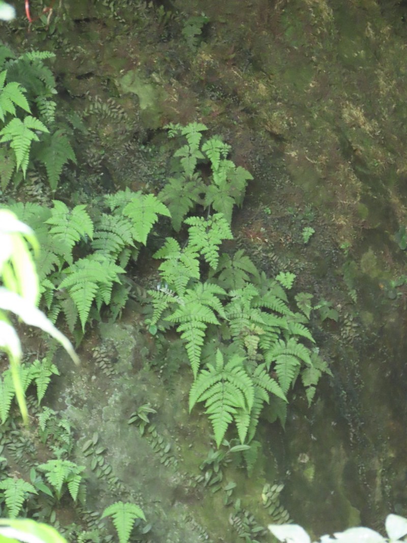 Triplophyllum dicksonioides photo 7