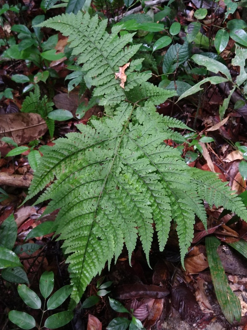 Triplophyllum dicksonioides photo 8