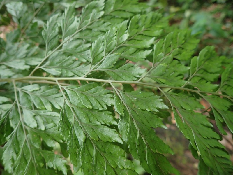 Triplophyllum dimidiatum
