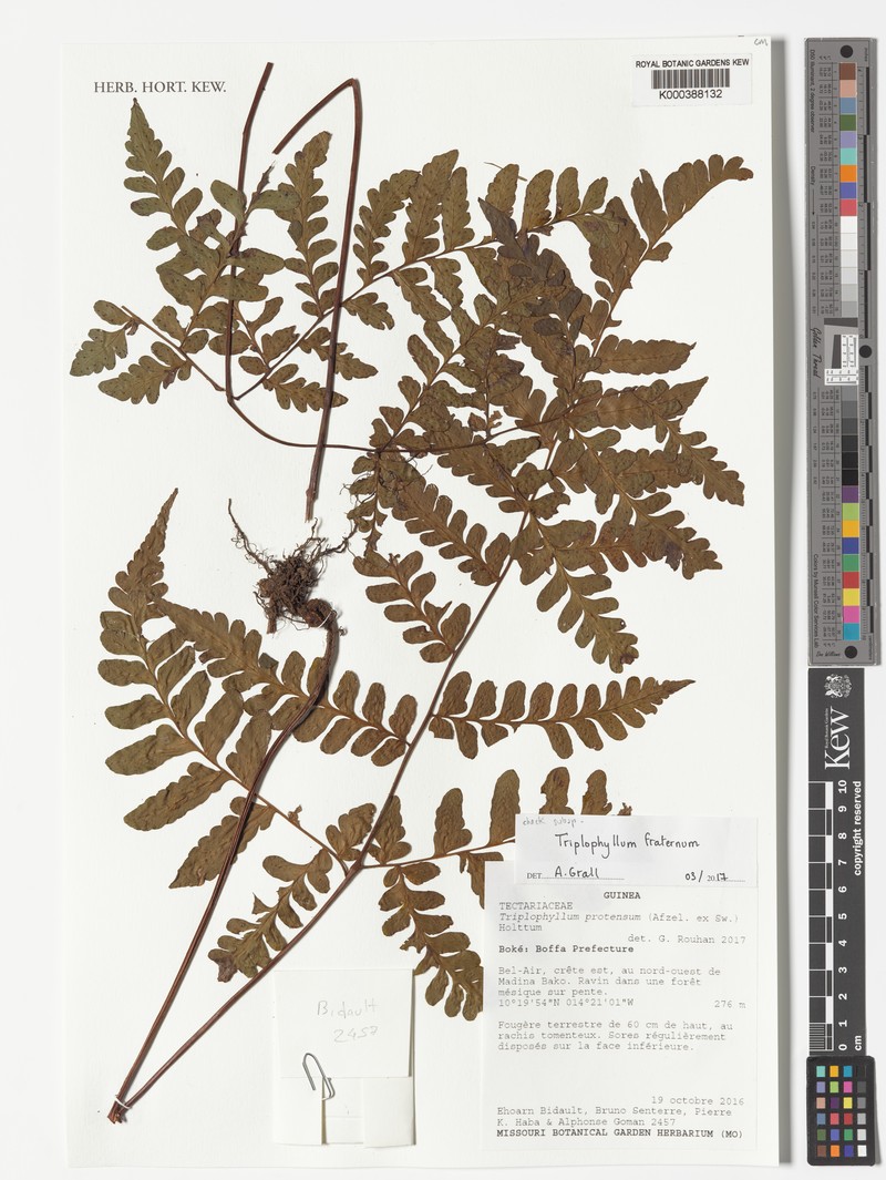 Triplophyllum fraternum