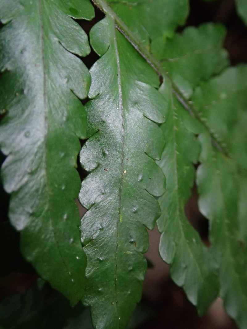 Triplophyllum fraternum subsp. biokoense