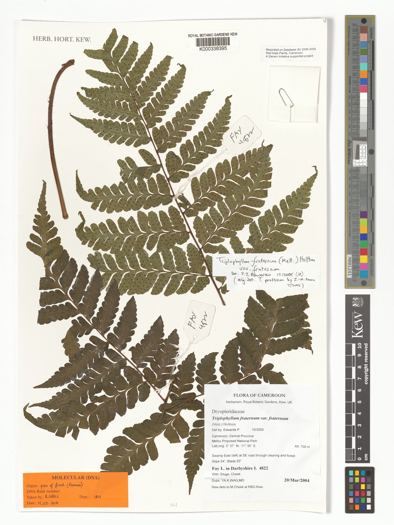 Triplophyllum fraternum subsp. fraternum